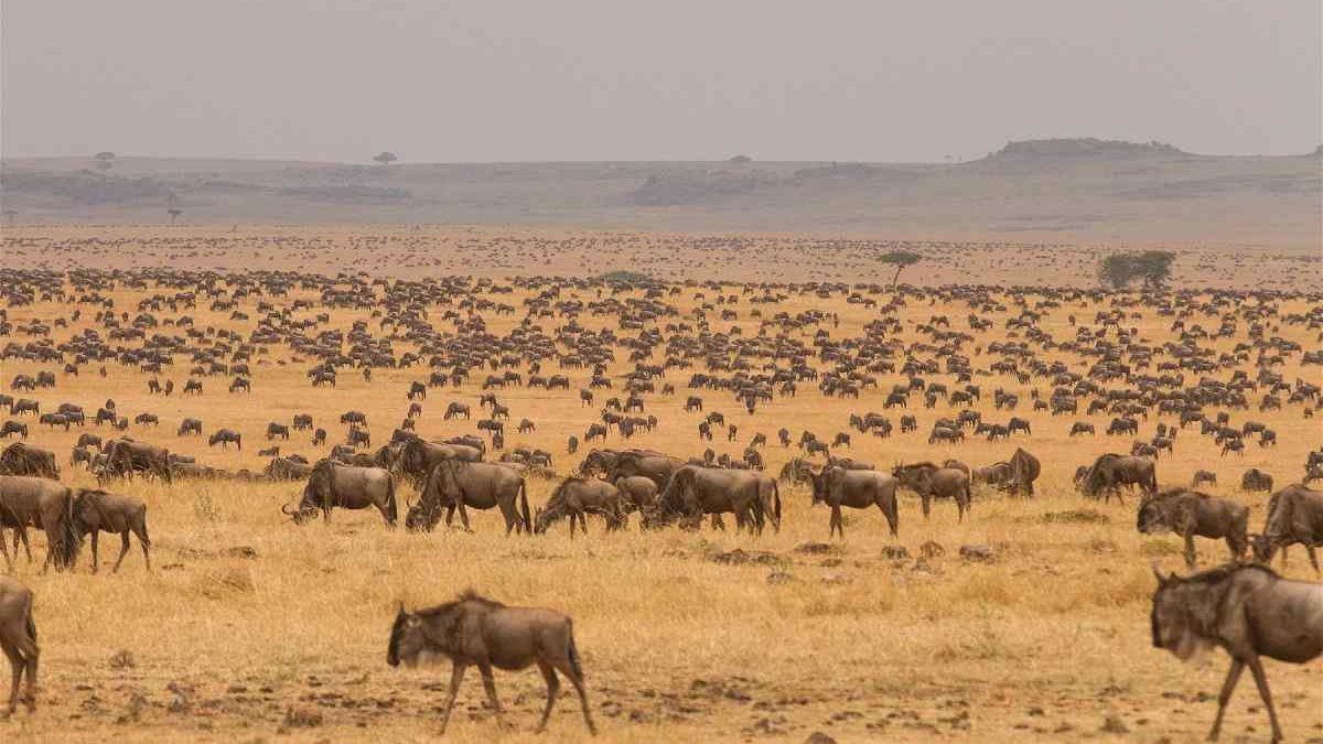 serengeti-plain (1)